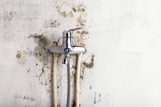 Best Professional Mold Removal  in East Porterville, CA