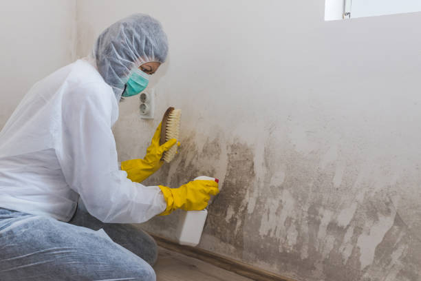 Best Mold Remediation  in East Porterville, CA