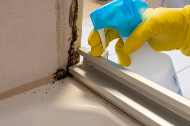 Best Mold Remediation Experts  in East Porterville, CA