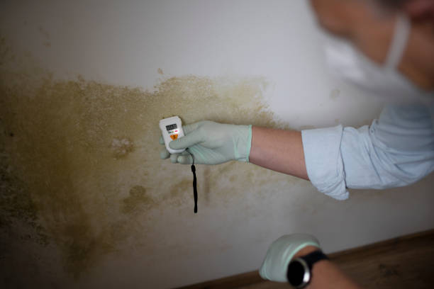 Best Fast Mold Removal  in East Porterville, CA