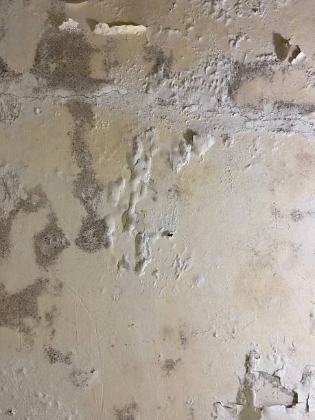 Best Mold Testing  in East Porterville, CA