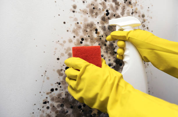 Best Office Mold Removal Services  in East Porterville, CA