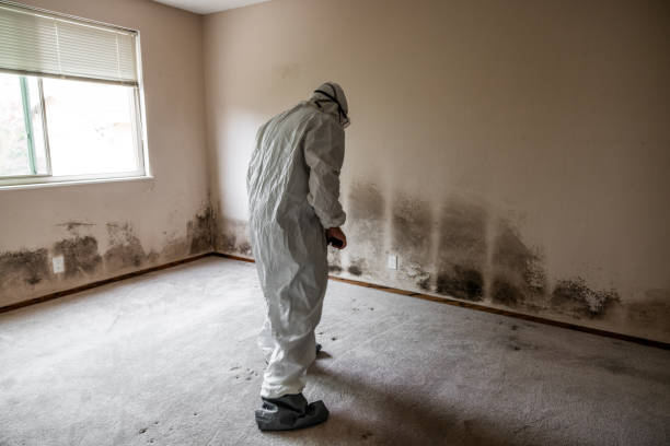 Trusted East Porterville, CA Mold Removal Experts