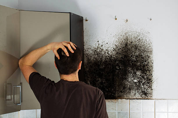 Best Attic Mold Removal  in East Porterville, CA