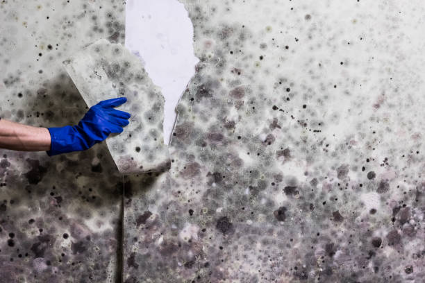 Best Mold Removal and Inspection  in East Porterville, CA
